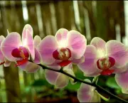 por-que-uma-orquidea-nao-floresce (6)