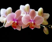 por-que-uma-orquidea-nao-floresce (9)