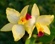 por-que-uma-orquidea-nao-floresce (16)