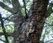 Quercus Suber L - Sobreiro (1)