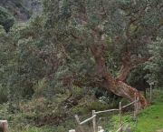Quercus Suber L - Sobreiro (4)