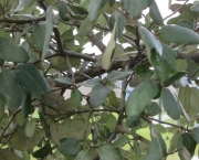 Quercus Suber L - Sobreiro (5)