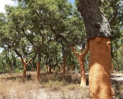 Quercus Suber L - Sobreiro (6)