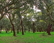 Quercus Suber L - Sobreiro (7)