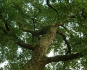Quercus Suber L - Sobreiro (8)
