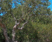 Quercus Suber L - Sobreiro (10)