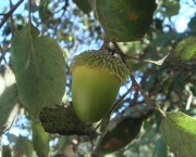 Quercus Suber L - Sobreiro (11)