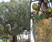 Quercus Suber L - Sobreiro (12)