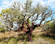 Quercus Suber L - Sobreiro (17)