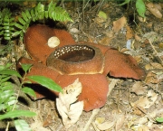 Rafflesia Kerrii (1)