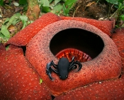 Rafflesia Kerrii (1)