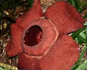 Rafflesia Kerrii (2)