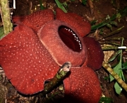 Rafflesia Kerrii (3)