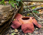 Rafflesia Kerrii (4)