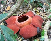 Rafflesia Kerrii (5)