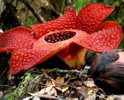 Rafflesia Kerrii (6)