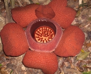 Rafflesia Kerrii (8)
