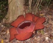 Rafflesia Kerrii (10)