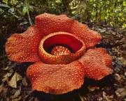 Rafflesia Kerrii (11)