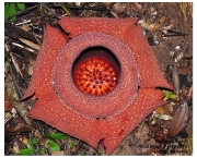 Rafflesia Kerrii (9)
