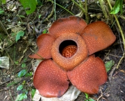 Rafflesia Kerrii (12)