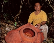 Rafflesia Kerrii (13)