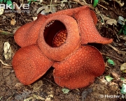 ARKive image GES015056 - Rafflesia
