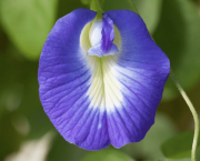Rainha Azul - Flor (1)