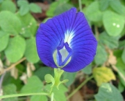 Rainha Azul - Flor (5)