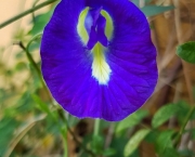 Rainha Azul - Flor (7)