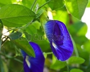 Rainha Azul - Flor (8)