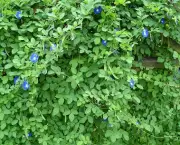 Rainha Azul - Flor (10)