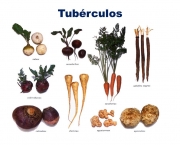 Raizes Tuberosas (10)
