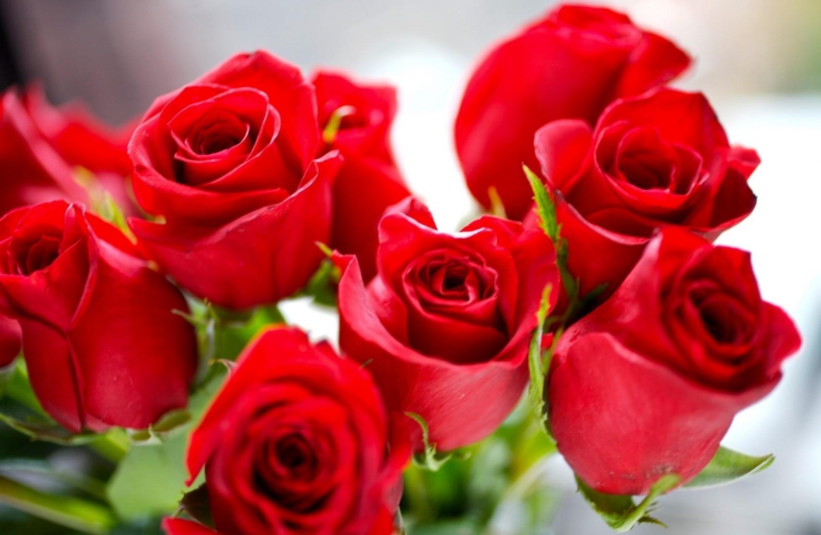 Resultado de imagem para fotos flores vermelhas lindas