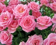 El-cultivo-de-rosas-es-muy-común-en-Tabagón.