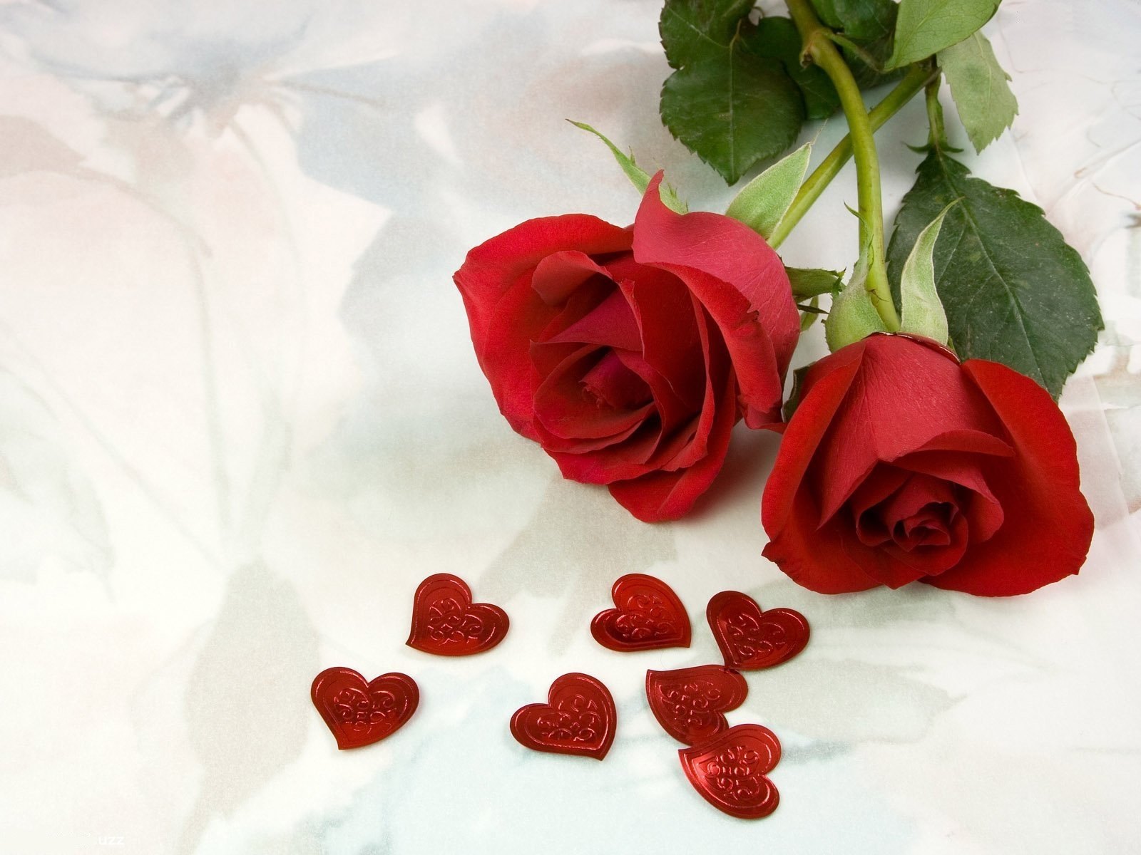 As 10 Melhores Fotos de Rosas Vermelhas do Flickr | Flores - Cultura Mix
