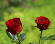 rosas-vermelhas-silvestres