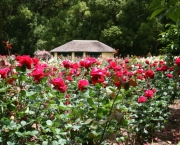 jardim-de-rosas