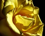 Rosa Amarelo Ouro (1)