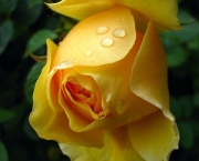 Rosa Amarelo Ouro (2)