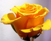 Rosa Amarelo Ouro (3)