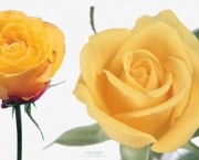 Rosa Amarelo Ouro (4)
