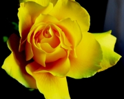 Rosa Amarelo Ouro (5)