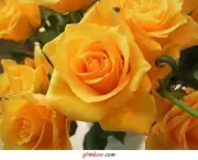 Rosa Amarelo Ouro (7)