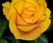 Rosa Amarelo Ouro (9)