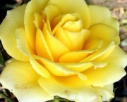 Rosa Amarelo Ouro (10)