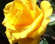 Rosa Amarelo Ouro (11)