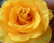Rosa Amarelo Ouro (12)