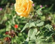 Rosa Amarelo Ouro (13)