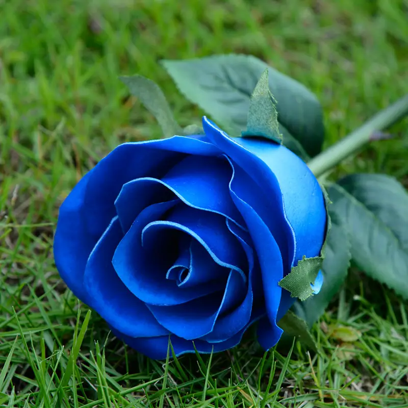 Rosa Azul Prateada | Flores - Cultura Mix